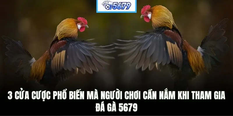 3 cửa cược phổ biến mà người chơi cần nắm khi tham gia đá gà 5679
