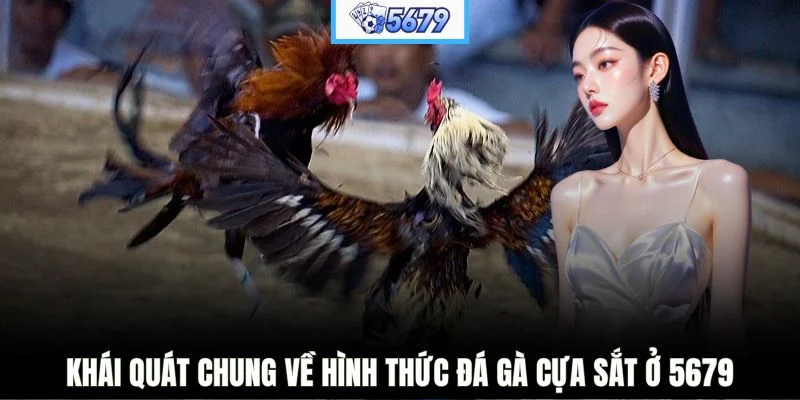 Khái quát chung về hình thức đá gà cựa sắt ở 5679